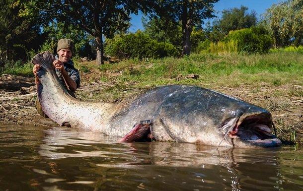 В Чехії було зловлено сома, який встановив новий рекорд за своїми розмірами.